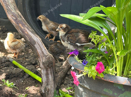 3 Week old Chicks for sale