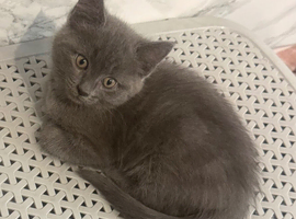 Beautiful grey female kitten