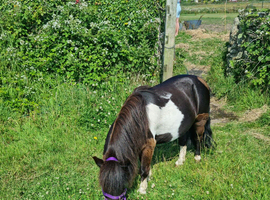 Mini Shetland gelding 7hh