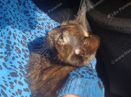Beautiful kitten for sale