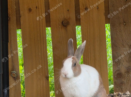 2 female rabbits