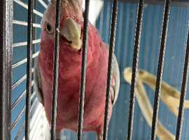 Baby cockatoo Glasgow