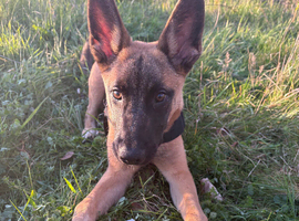 8 month old Mali cross with a ankita