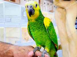 Blue Fronted amazon hand reared,2