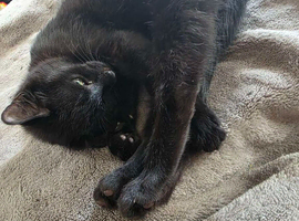 Male cat
