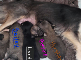Longhaired Chihuahua Pups