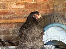 8 week Brahma cockerel ️