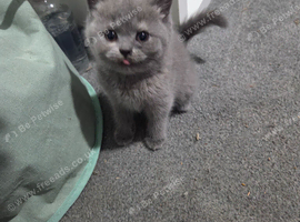 Gorgeous British short hair kittens