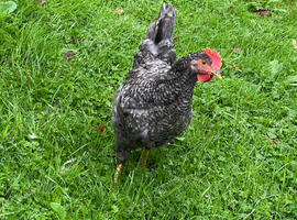 Young speckled cockerel