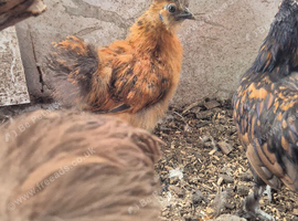 X2 silkie growers