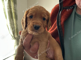 Cocker Spaniels