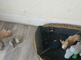 HUSKITA PUPPYS - READY