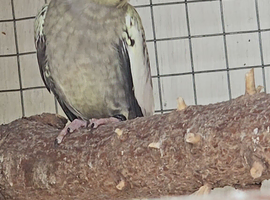Proven pair cockateils