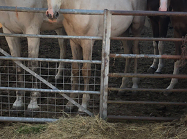 Palomino colt foal