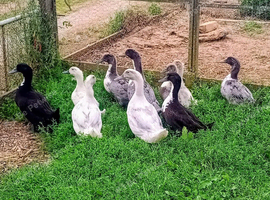 Swedish Ducklings/Ducks 2026 hatch