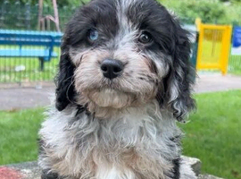 Cavapoo boys and girls