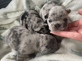 French bulldog Puppys