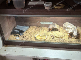 2 female leapard geckos and full set up