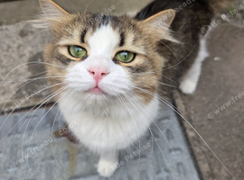 Siberian/bsh cat rehome
