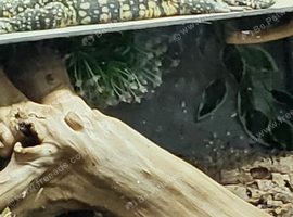 Black and white  tegu juvenile