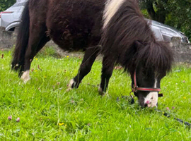 Miniature Shetland colt
