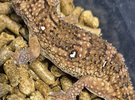 Birthday Week-end Surprise - Full 2' Set Up +Giant Namib Ground Gecko Half Price