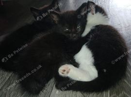 3 girl kittens for sale!