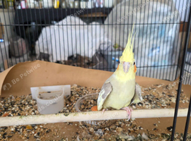Cockertiel free with large cage