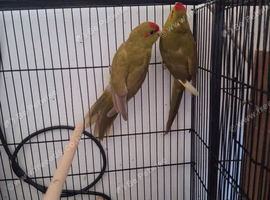 Young kakarikis
