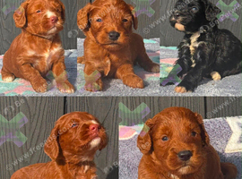 F1 mini cockapoos various colours 30 dna health tested clear