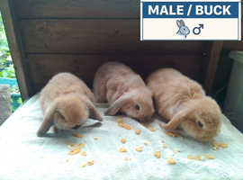 Pretty Female & Male Dwarf Lops