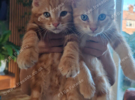 One orange boy available