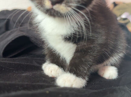 Black and white kitten