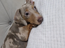 miniature dachshund for sale isabella dapple kc registered