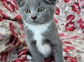 5 British shorthair crossed for sale
