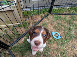 Cocker spaniel puppy