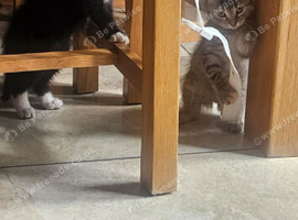 10 week old kittens