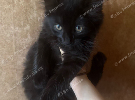 4 adorable kittens