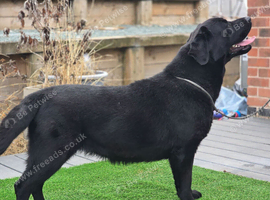 Beautiful 10 month Female Lab