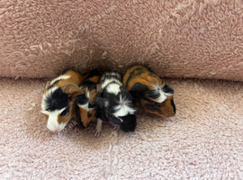 Four Baby Guinea Pigs