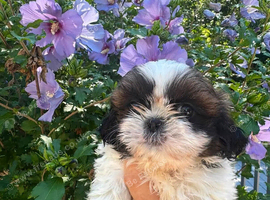 Healthy Shih Tzu's