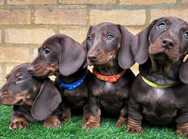 Beautiful Chocolate & Tan Miniature Dachshund Puppies Ready Now