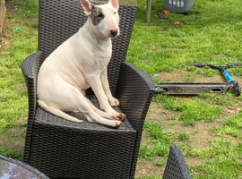 KC registered English Bull Terrier Puppies 14/6