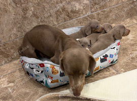 Miniature dash hounds for sale