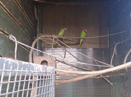Plumhead parakeets &times; 2 pairs