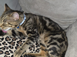 Bueno boy bengal