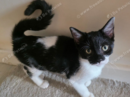 kitten