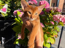 Girl Available