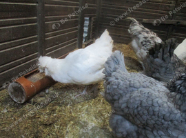 In Lay Araucana pullets, Blue/Splash, Blue/green eggs.