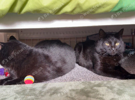 cat for rehoming